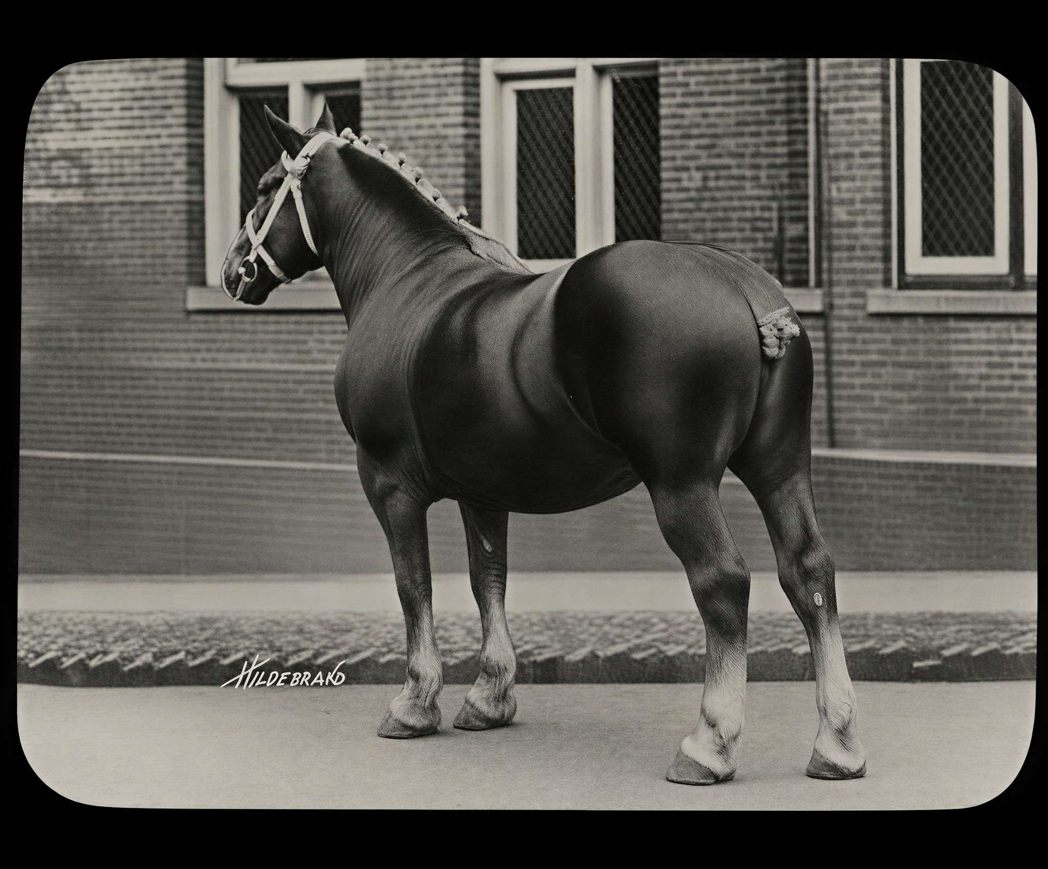 The Belgian mare · c. 1910 restored with Forevi