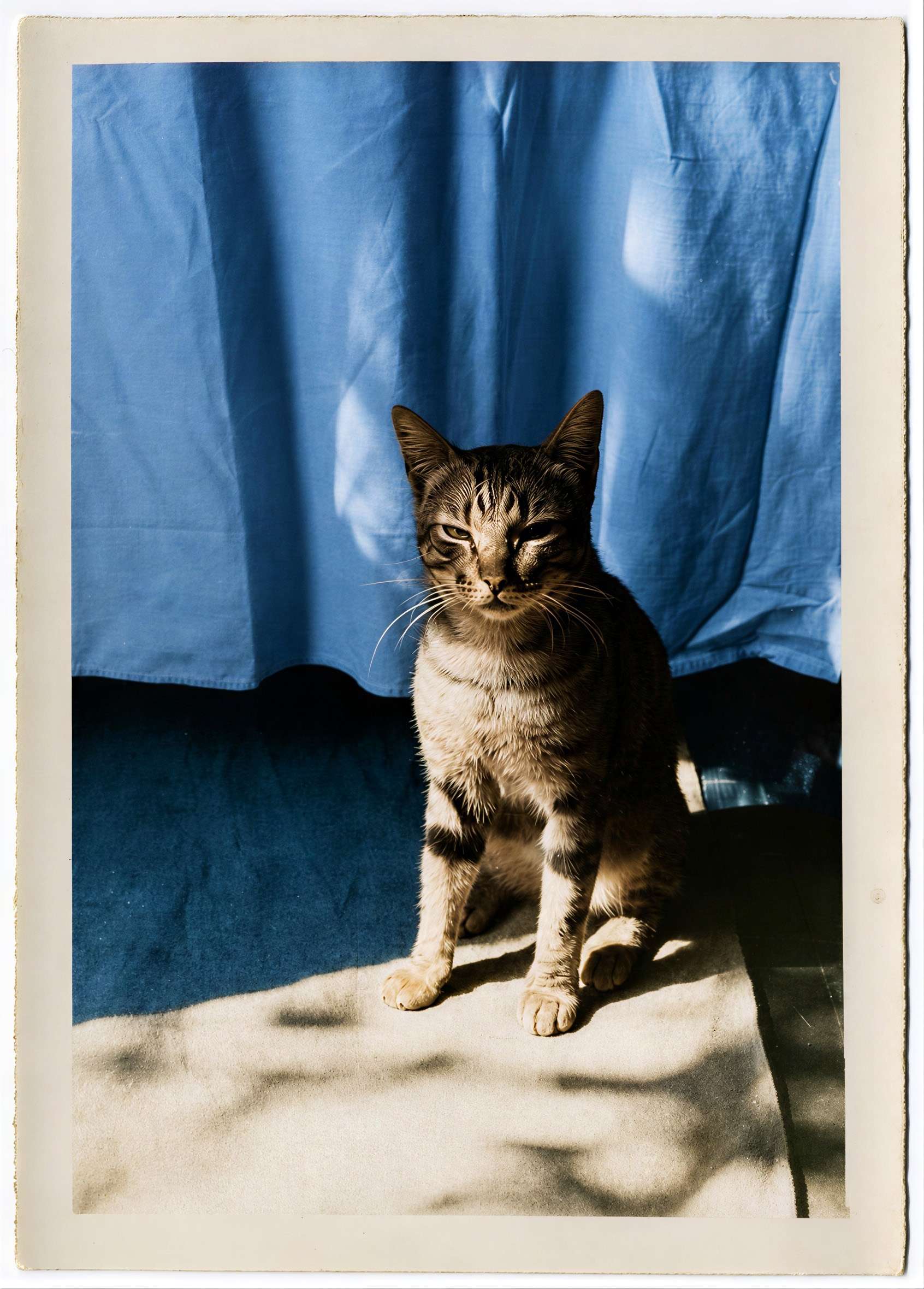 A tabby in the sunlight restored with Forevi